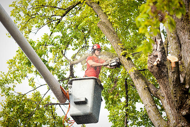 Best Seasonal Cleanup  in Lebanon, IN