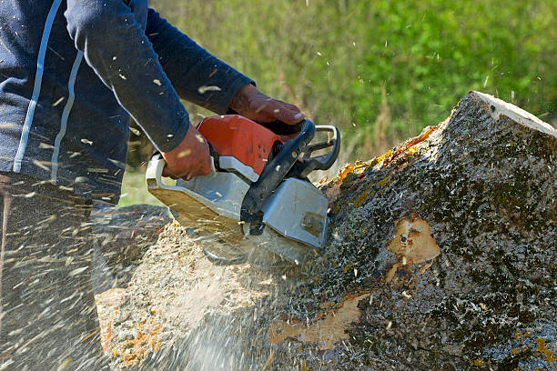 Best Palm Tree Trimming  in Lebanon, IN